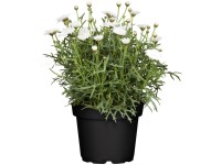 GROW by OBI cserjés margitvirág cserépátmérő kb. 13 cm GROW by OBI cserjés margitvirág cserépátmérő kb. 13 cm