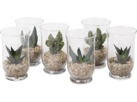 Kaktusz kompozíció üvegben cserépátmérő: kb. 6 cm Kaktusz kompozíció üvegben cserépátmérő: kb. 6 cm