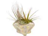 Zöld növények kagyló alakú kaspóban cserépátmérő: kb. 15 cm