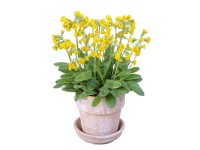 Sudár kankalin (Primula elatior) cserépátmérő kb. 12 cm különböző színű