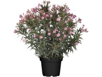 Bokros leander magasság kb. 180-200 cm cserépátmérő kb. 60 cm Nerium oleander Bokros leander magasság kb. 180-200 cm cserépátmérő kb. 60 cm Nerium oleander