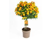 GROW by OBI sétányrózsa tő narancssárga mag. 80 cm cser. 17 cm Lantana camara