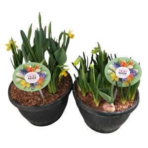 Két cserép vegyes hagymás tavaszi virág (nárcisz, jácint) cserépben, kb. 20-30 cm magas.