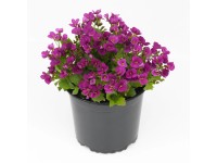 Kaukázusi ikravirág fehér cserépátmérő kb. 10,5 cm Arabis caucasica Kaukázusi ikravirág fehér cserépátmérő kb. 10,5 cm Arabis caucasica