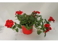 Verbena piros-narancs 10,5 cm Verbena piros-narancs 10,5 cm
