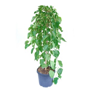 Csüngő eperfa (Morus alba pendula) cserépben, kb. 100 cm magas.