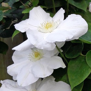 Közeli kép a fehér Clematis Madame Le Coultre virágról sárga közepével.
