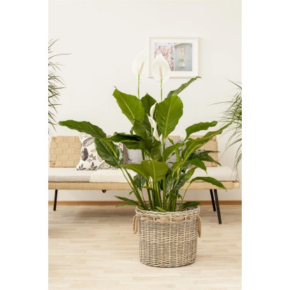 "Sweet Sebastiano" vitorlavirág magasság kb. 100 cm cserépátmérő kb. 24 cm