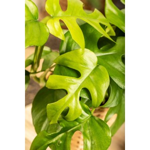 Zöld Monstera Minima (törpe ablaklevél) jellegzetes levelekkel cserépben.