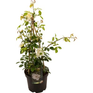 Illatos rózsa cserépben (Ø 23 cm), fehér virágokkal és zöld levelekkel.