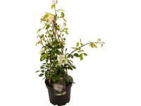 Illatos rózsa cserépátmérő kb. 23 cm