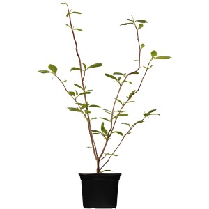 Fiatal rózsaszín tulipánfa magnólia cserépben, kb. 60-80 cm magas. Díszcserje kertbe és szoliter ültetésre.