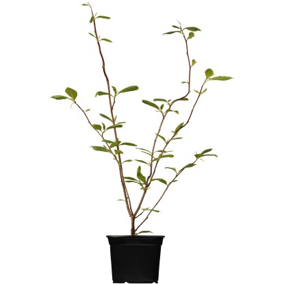OBI nagyvirágú liliomfa rózsaszín magassága kb. 60-80 cm cserepe kb. 5 l Magnoli