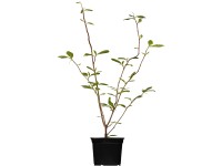 OBI nagyvirágú liliomfa rózsaszín magassága kb. 60-80 cm cserepe kb. 5 l Magnoli OBI nagyvirágú liliomfa rózsaszín magassága kb. 60-80 cm cserepe kb. 5 l Magnoli