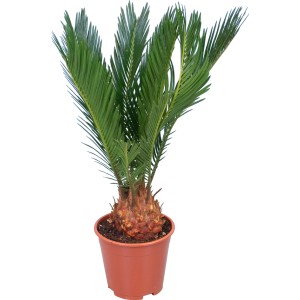GROW by OBI szágópálma (Cycas Revoluta), kb. 45 cm magas, cserépben. Szobanövény zöld levelekkel.