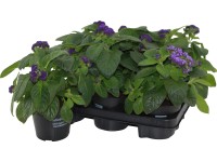 OBI kerti vaníliavirág cserépátmérő kb. 13 cm Heliotropium OBI kerti vaníliavirág cserépátmérő kb. 13 cm Heliotropium