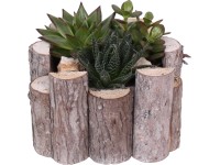 Kompozíció pozsgás növényekkel fatörzs kaspóban cserépátmérő: kb. 18 cm