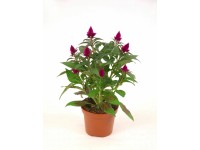 Tollas celózia Tollas celózia