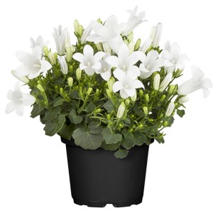 OBI Living Garden Harangvirág (Campanula) fehér virágokkal cserépben.