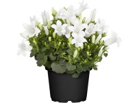 OBI Living Garden harangvirág cserépátmérő kb. 19 cm Campanula OBI Living Garden harangvirág cserépátmérő kb. 19 cm Campanula