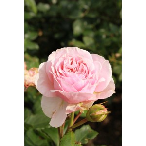 Közeli kép egy világos rózsaszín Rosa Amorosa szobai rózsáról cserépben, kb. 25-30 cm magas.