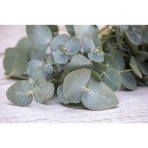 Közelkép a GROW by OBI Eucalyptus Baby Blue-ról kerek, kékeszöld levelekkel.