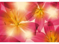 Komar fotótapéta Summer Sun 368 cm x 254 cm FSC Komar fotótapéta Summer Sun 368 cm x 254 cm FSC