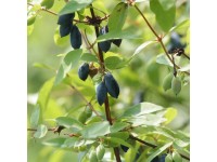 Kamcsatkai mézbogyó magasság kb. 20-30 cm cserép kb. 2 l Lonicera kamtschatica