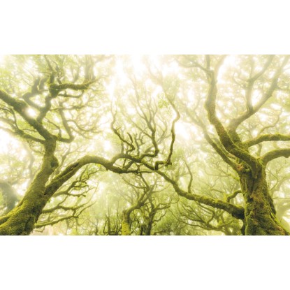 Komar vlies fotótapéta Green Fire 400 cm x 250 cm