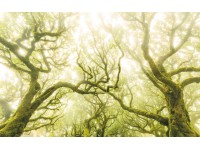 Komar vlies fotótapéta Green Fire 400 cm x 250 cm