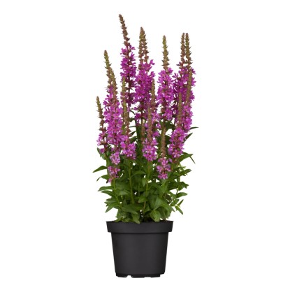Réti füzény cserépátmérő kb. 15 cm Lythrum salicaria ibolyakék