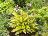 OBI árnyliliom sárga-tarka cserépátmérő: kb. 13 cm Hosta OBI árnyliliom sárga-tarka cserépátmérő: kb. 13 cm Hosta