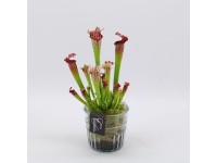 Kürtvirág üvegcserépben cserépátmérő kb. 12 cm Sarracenia Kürtvirág üvegcserépben cserépátmérő kb. 12 cm Sarracenia