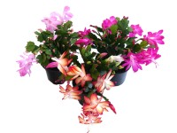 Karácsonyi kaktusz 9 cm Karácsonyi kaktusz 9 cm