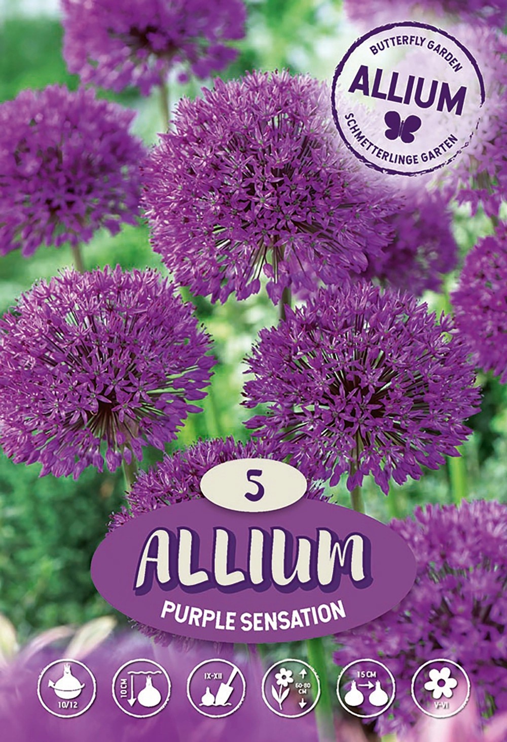 iráni díszhagyma allium aflatunense purple sensation vásárlása obi