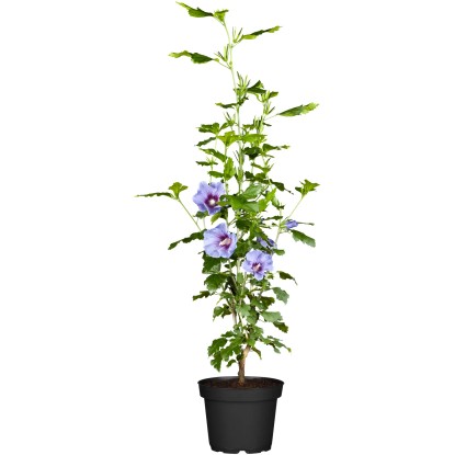 OBI kínai hibiszkusz kék magasság kb. 60 - 80 cm cserép kb. 5 l Hibiscus