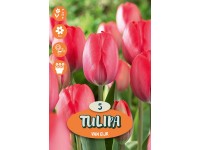 Apeldoorn Darwin-hibrid tulipán Apeldoorn Darwin-hibrid tulipán