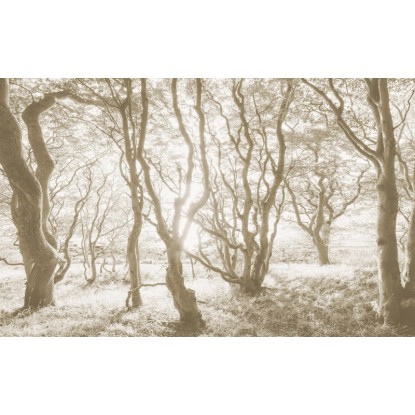 Komar fotótapéta Bleached Birch 400 cm x 250 cm