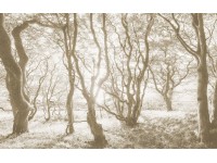 Komar fotótapéta Bleached Birch 400 cm x 250 cm Komar fotótapéta Bleached Birch 400 cm x 250 cm