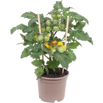 Koktélparadicsom Pick & Joy sárga 25 cm - 35 cm cserépátmérő kb. 12 cm