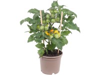 Koktélparadicsom Pick & Joy sárga 25 cm - 35 cm cserépátmérő kb. 12 cm