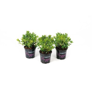 Három rózsaszín Rhododendron Nugget by Bloombux® cserépben, kb. 5-10 cm magas.
