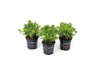 Nugget by Bloombux havasszépe rózsaszín magasság kb. 5-10 cm cserép kb. 0,5 l Nugget by Bloombux havasszépe rózsaszín magasság kb. 5-10 cm cserép kb. 0,5 l