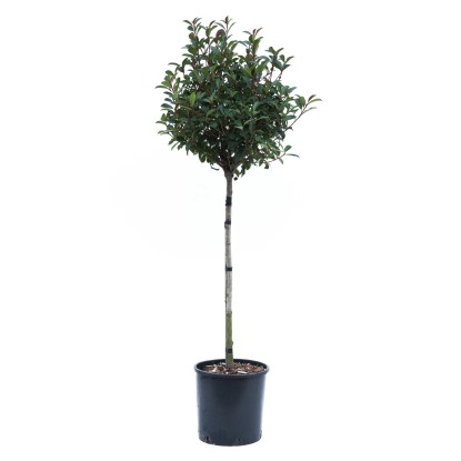 GROW by OBI "Red Robin" korallberkenye cserép kb. 18 l Photinia fraseri