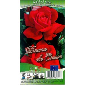 'Dame de Coeur' rózsa csomagolása, egy vörös teahibrid rózsa.