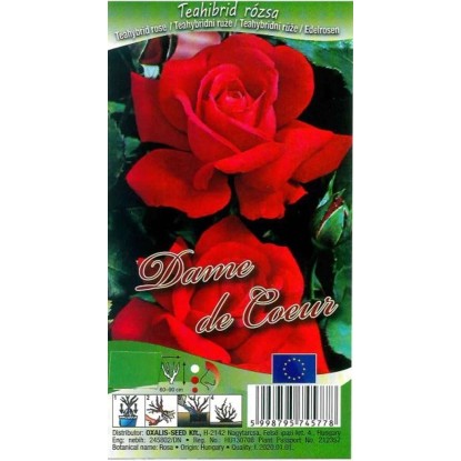 Rózsa Teahibrid (Rosa)