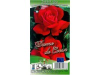 Rózsa Teahibrid (Rosa)