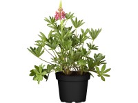 GROW by OBI csillagfürt cserépátmérő kb. 13 cm Lupinus