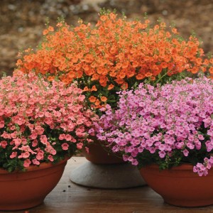 Három Nemesia növény cserépben narancs, rózsaszín és pink virágokkal. Nyári virágok.