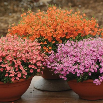 Diascia piros-narancs 12 cm